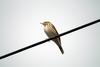 밭종다리 Anthus rubescens (Buff-bellied Pipit, American Pipit)