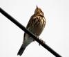 Anthus rubescens (Buff-bellied Pipit, American Pipit)