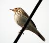 Anthus rubescens (Buff-bellied Pipit, American Pipit)