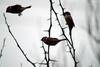 참새 Passer montanus (Tree Sparrows)