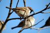 참새 Passer montanus (Tree Sparrow)