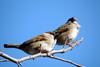 참새 Passer montanus (Tree Sparrow)