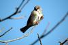 참새 Passer montanus (Tree Sparrow)