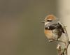 Lanius bucephalus (Bull-headed Shrike)