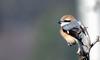 Lanius bucephalus (Bull-headed Shrike)