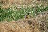 딱새 Phoenicurus auroreus (Daurian Redstart)