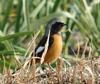 Phoenicurus auroreus (Daurian Redstart)