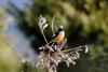 딱새 Phoenicurus auroreus (Daurian Redstart)