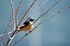 딱새 Phoenicurus auroreus (Daurian Redstart)