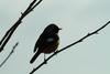 딱새 Phoenicurus auroreus (Daurian Redstart)