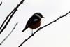 딱새 Phoenicurus auroreus (Daurian Redstart)