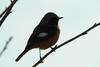 딱새 Phoenicurus auroreus (Daurian Redstart)