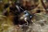 딱새 Phoenicurus auroreus (Daurian Redstart)