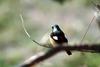 딱새 Phoenicurus auroreus (Daurian Redstart)