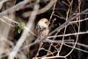 어린 때까치 Lanius bucephalus (Bull-headed Shrike)