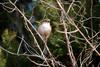 어린 때까치 Lanius bucephalus (Bull-headed Shrike)