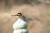 어린 때까치 Lanius bucephalus (Bull-headed Shrike)