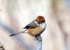 Lanius bucephalus (Bull-headed Shrike)