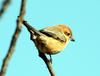 Lanius bucephalus (Bull-headed Shrike)