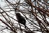 직박구리 Ixos amaurotis (Brown-eared Bulbul)