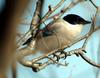 Cyanopica cyana (Azure-winged Magpie)