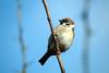 참새 Passer montanus (Tree Sparrow)