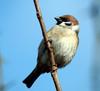 Passer montanus (Tree Sparrow)