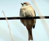 Passer montanus (Tree Sparrow)