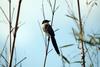 물까치 Cyanopica cyana (Azure-winged Magpie)