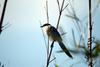 물까치 Cyanopica cyana (Azure-winged Magpie)