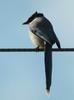 Cyanopica cyana (Azure-winged Magpie)