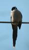 Cyanopica cyana (Azure-winged Magpie)