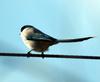 Cyanopica cyana (Azure-winged Magpie)