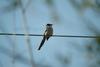 물까치 Cyanopica cyana (Azure-winged Magpies)