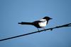 까치 Pica pica (Black-billed Magpie)