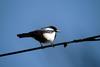 까치 Pica pica (Black-billed Magpie)