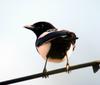 Pica pica (Black-billed Magpie)