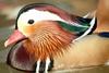 원앙(鴛鴦)수컷 Aix galericulata (Mandarin Duck)