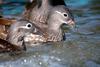 원앙(鴛鴦)암컷 Aix galericulata (Mandarin Duck)