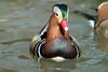 원앙(鴛鴦)수컷 Aix galericulata (Mandarin Duck)