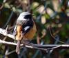 Daurian Redstart (Phoenicurus auroreus)