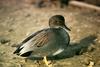 Gadwall (Anas strepera)