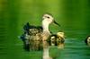Gadwall duck & ducklings (Anas strepera)