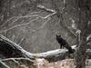 [Daily Photos CD03] Black Phase Red Fox in Snowstorm