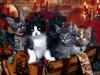 [Daily Photos CD03] Christmas Kittens