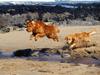 [Daily Photos CD03] Follow the Leader, Dogs