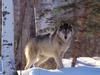 [Daily Photos CD03] Full Profile Gray Wolf