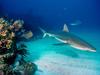 [Daily Photos CD03] Gray Reef Shark