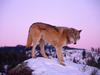 [Daily Photos CD03] Gray Wolf at Dusk