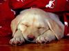 [Daily Photos CD03] Labrador Retriever Puppy Dreams